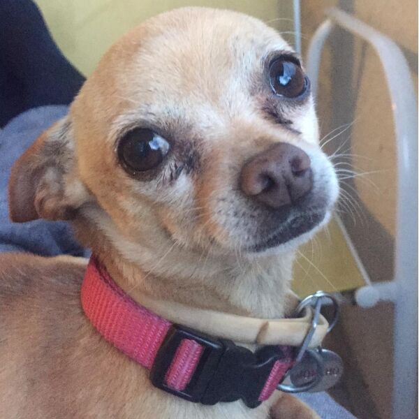 cartel de perro perdido