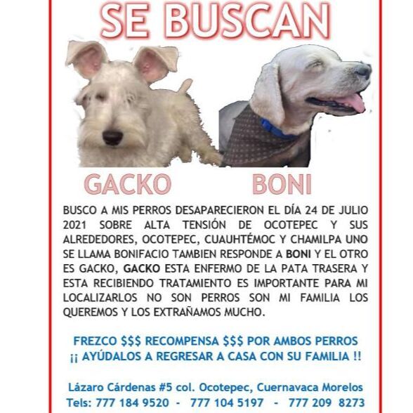 cartel de perro perdido