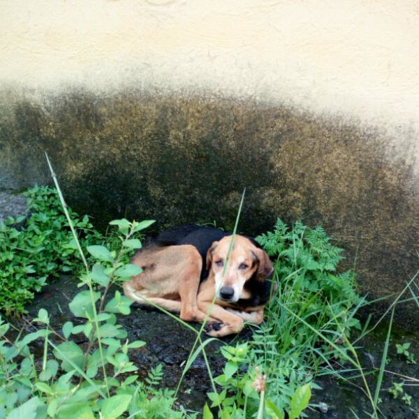 cartel de perro perdido