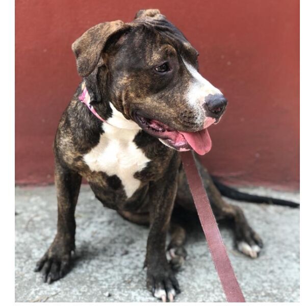 cartel de perro perdido