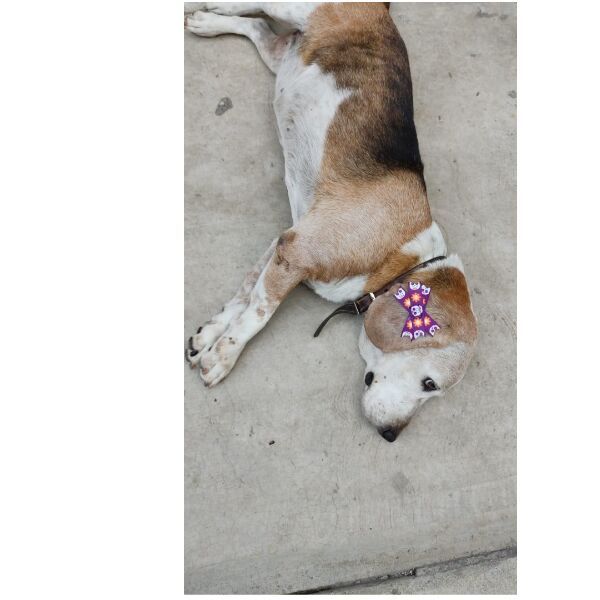 cartel de perro perdido