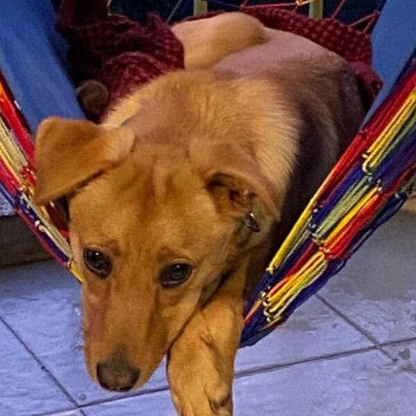 cartel de perro perdido