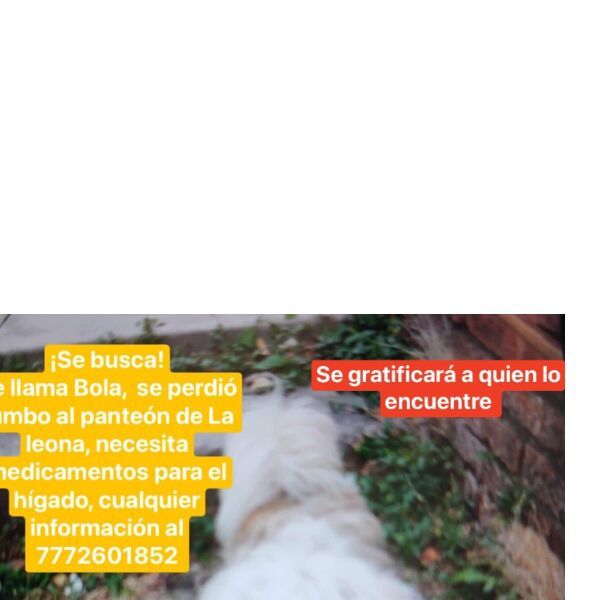 cartel de perro perdido