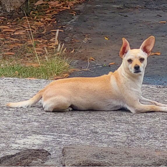 cartel de perro perdido