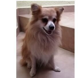 cartel de perro perdido