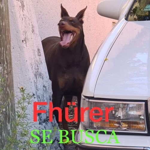 cartel de perro perdido