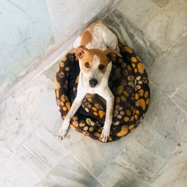 cartel de perro perdido