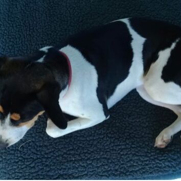 cartel de perro perdido