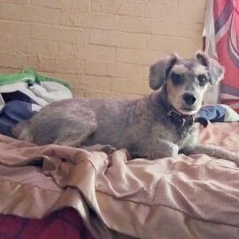 cartel de perro perdido