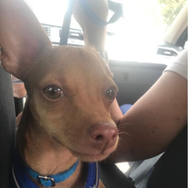 cartel de perro perdido