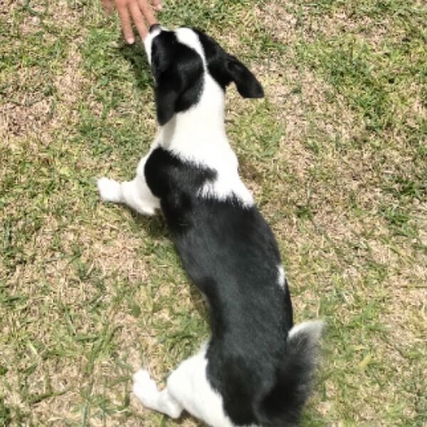 cartel de perro perdido