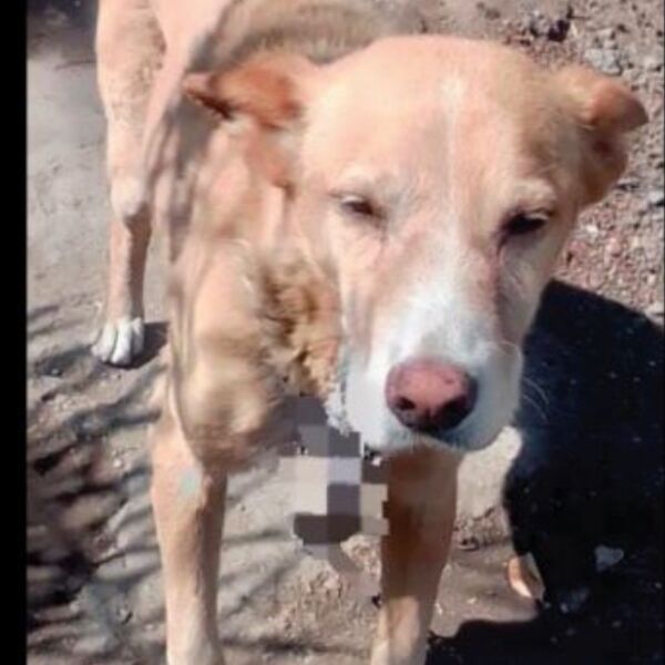 cartel de perro perdido