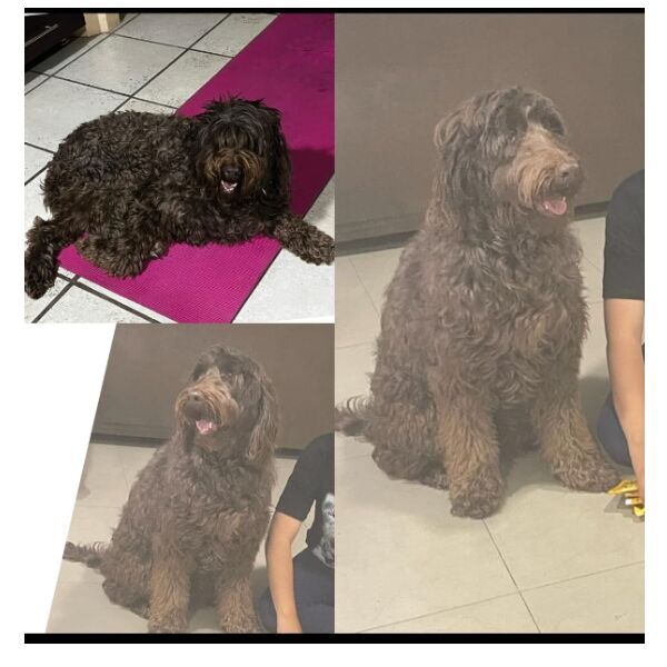 cartel de perro perdido