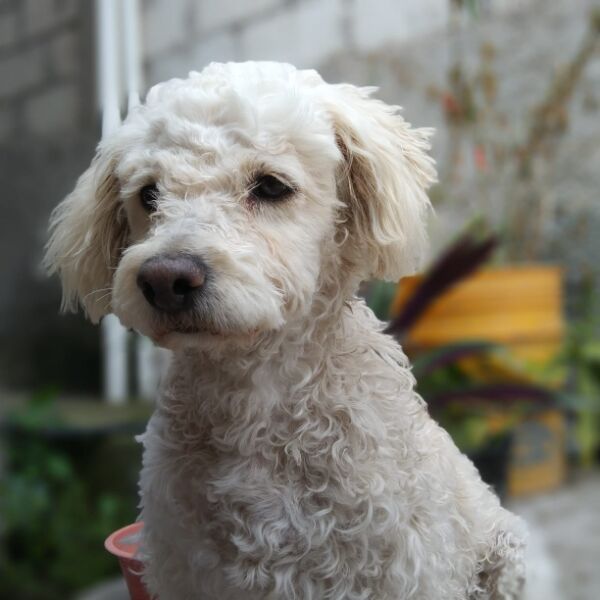 cartel de perro perdido