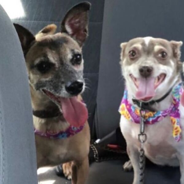 cartel de perro perdido