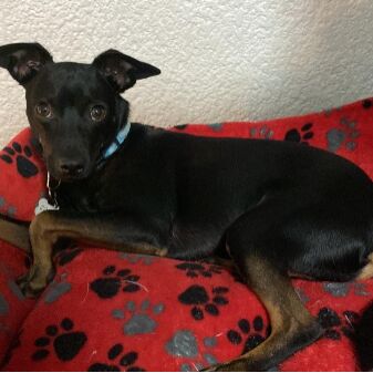 cartel de perro perdido