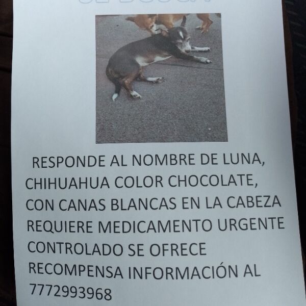 cartel de perro perdido