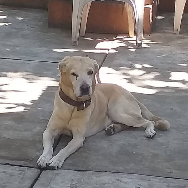 cartel de perro perdido