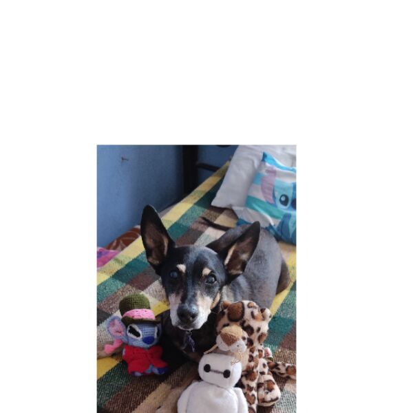 cartel de perro perdido