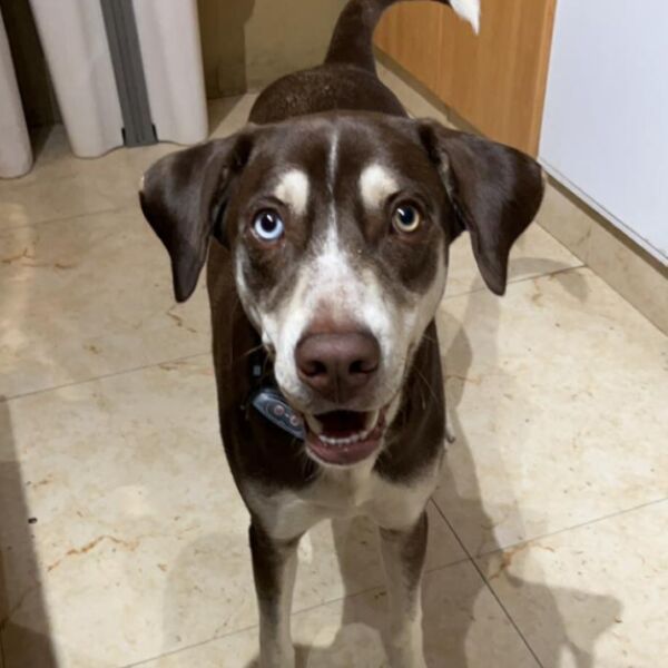 cartel de perro perdido