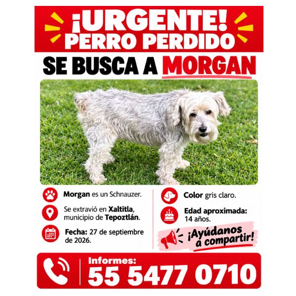 cartel de perro perdido