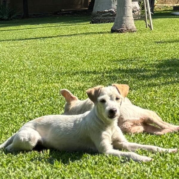cartel de perro perdido