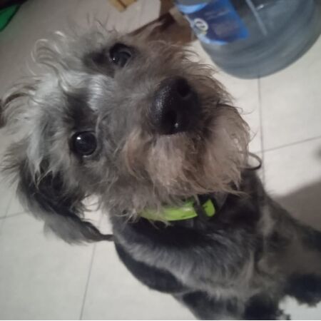 cartel de perro perdido