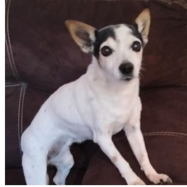 cartel de perro perdido