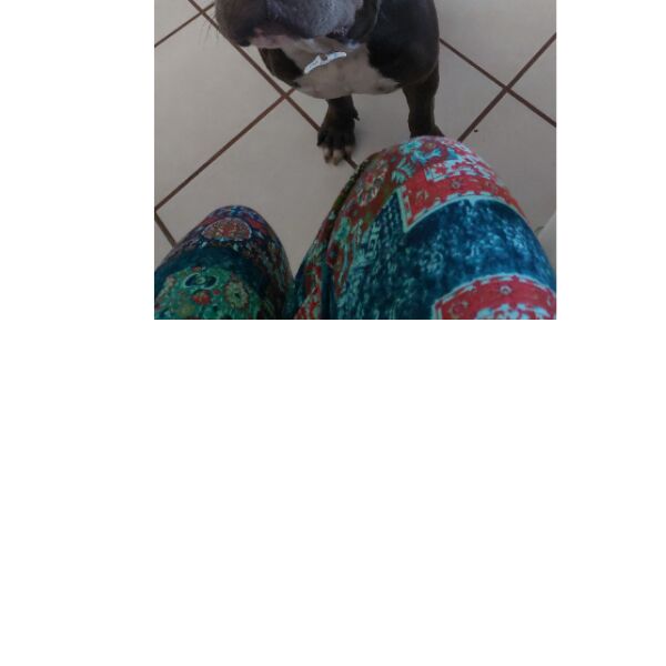 cartel de perro perdido