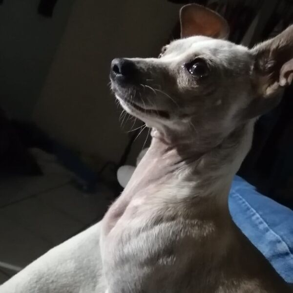 cartel de perro perdido