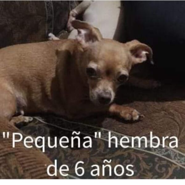 cartel de perro perdido