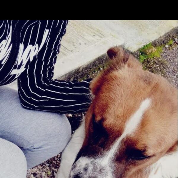 cartel de perro perdido