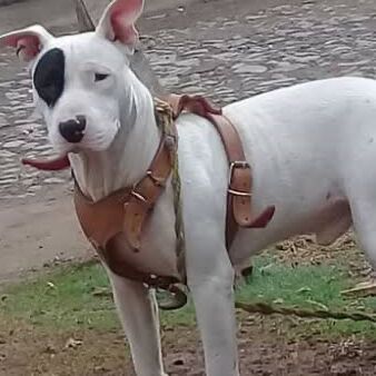 cartel de perro perdido