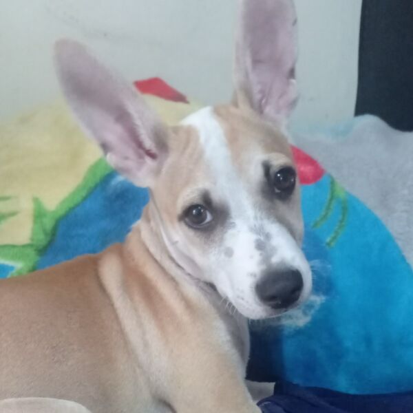 cartel de perro perdido