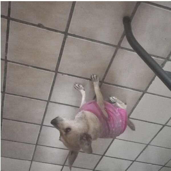 cartel de perro perdido