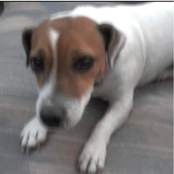 cartel de perro perdido