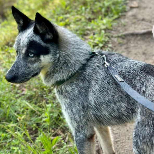 cartel de perro perdido