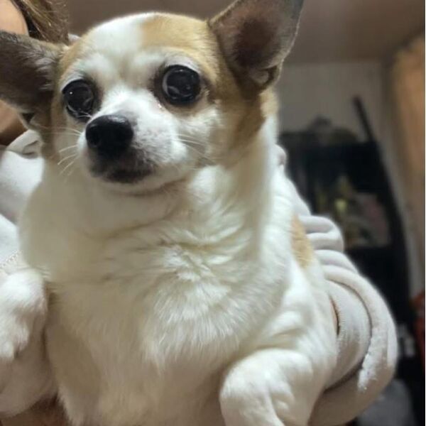 cartel de perro perdido