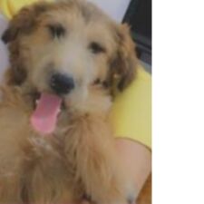 cartel de perro perdido