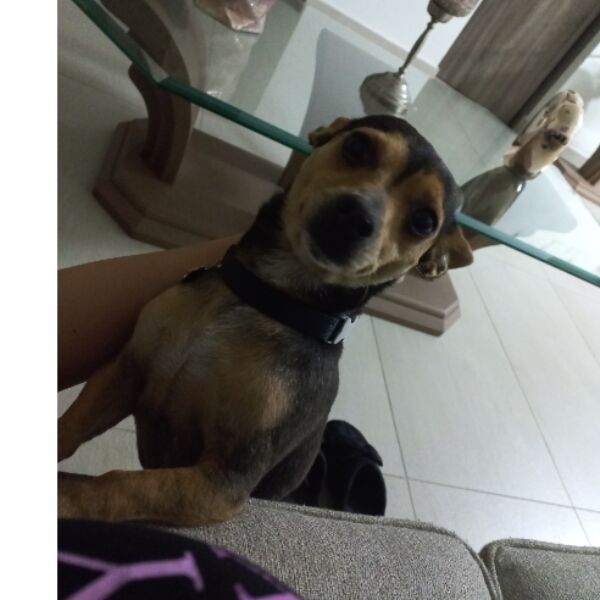 cartel de perro perdido