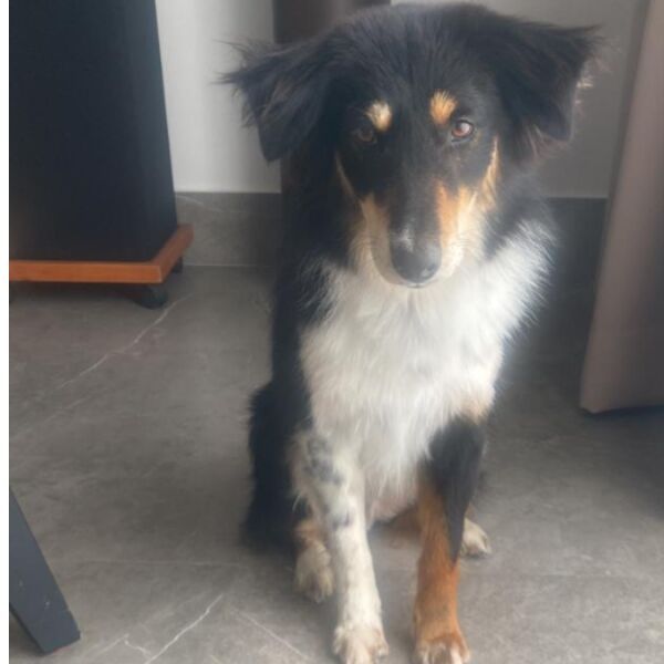 cartel de perro perdido