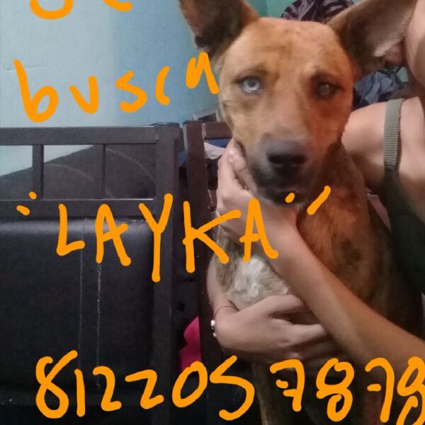 cartel de perro perdido