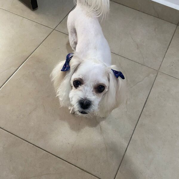 cartel de perro perdido