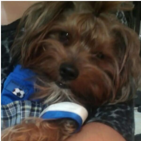 cartel de perro perdido