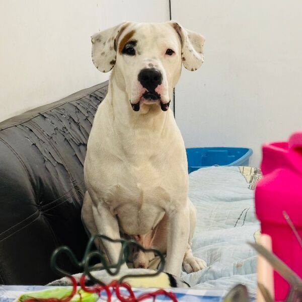 cartel de perro perdido