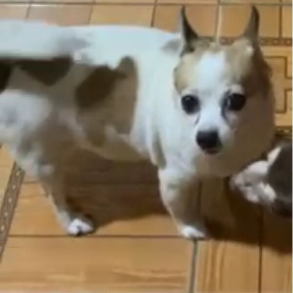 cartel de perro perdido