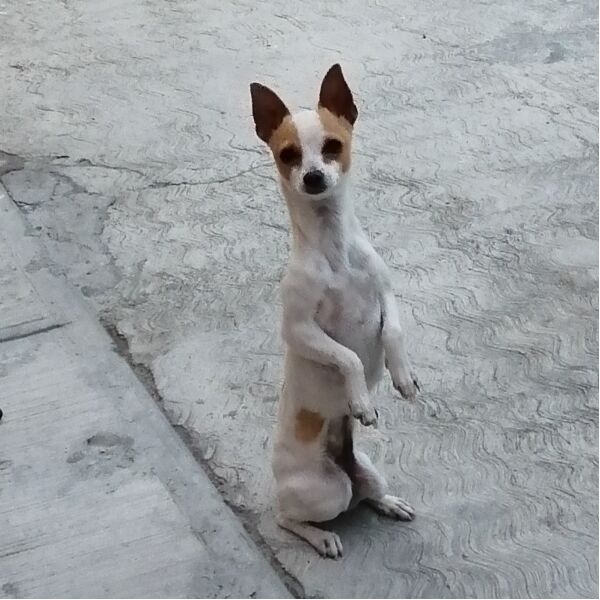 cartel de perro perdido