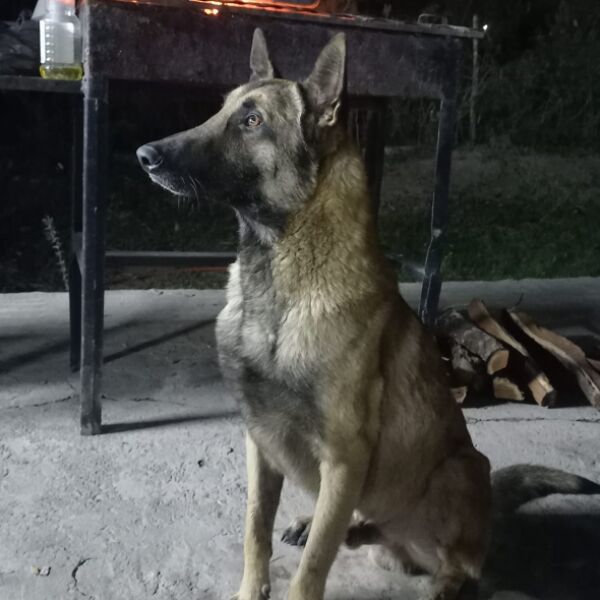 cartel de perro perdido