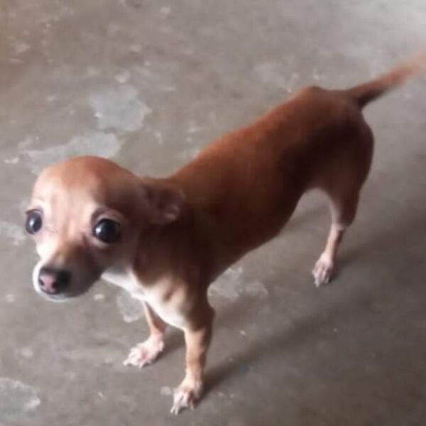 cartel de perro perdido