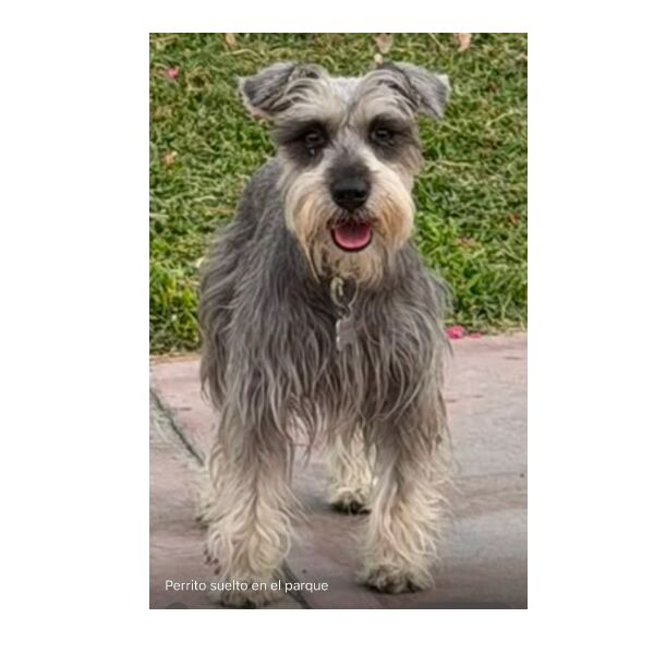 cartel de perro perdido
